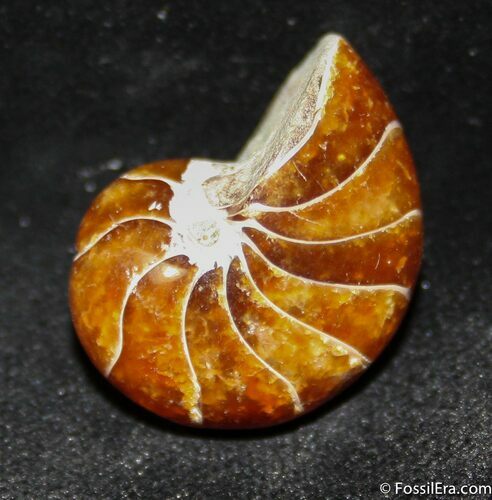 Inch Nautilus fossil from Madagascar #1215